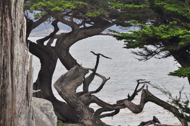 Ghost Tree